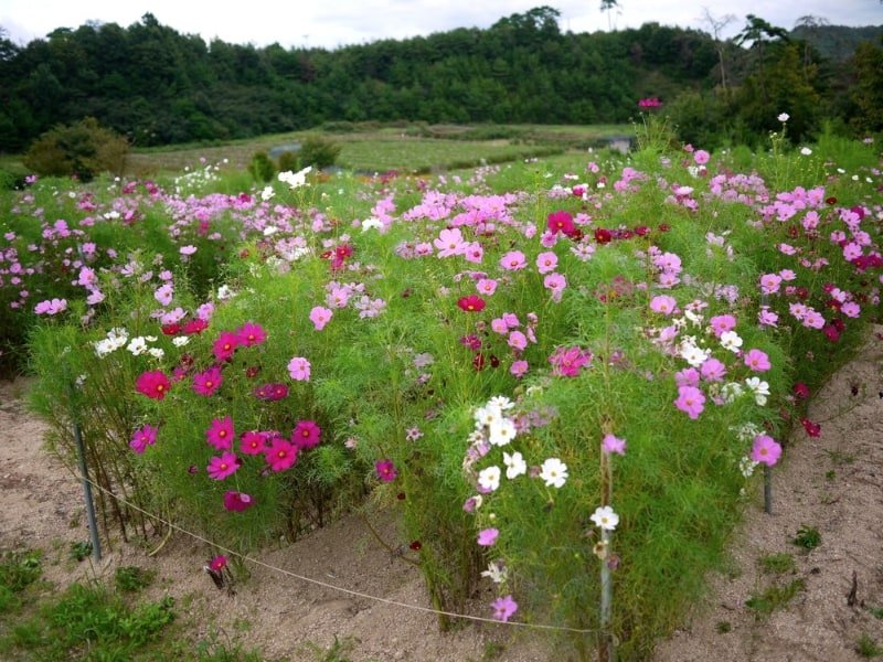 🌸 코잔 라벤더 언덕 구로세 농장